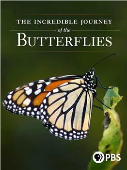 蝴蝶的神奇之旅在线观看和下载