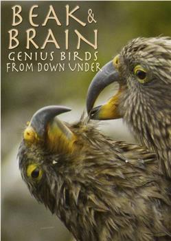 喙与脑：使用工具的鸟类在线观看和下载