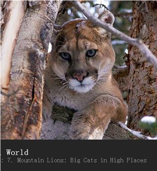 山狮：高地的大猫在线观看和下载
