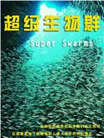 超级群体